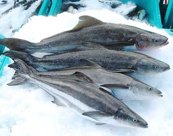 CÁ BỚP (COBIA FISH) 10LBS Box (Nguyên Con/Whole Round)