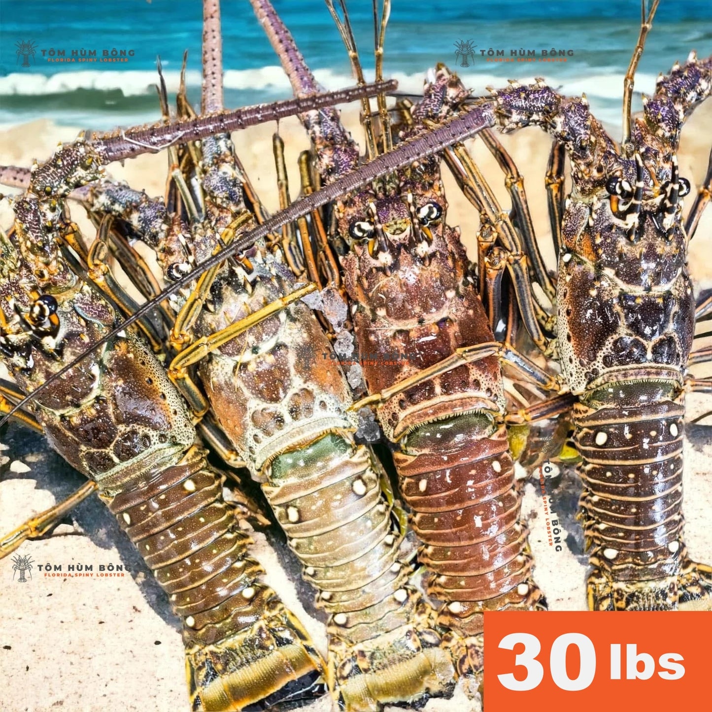 30lbs Tôm Hùm Bông - Spiny Florida Lobster - Live Fresh