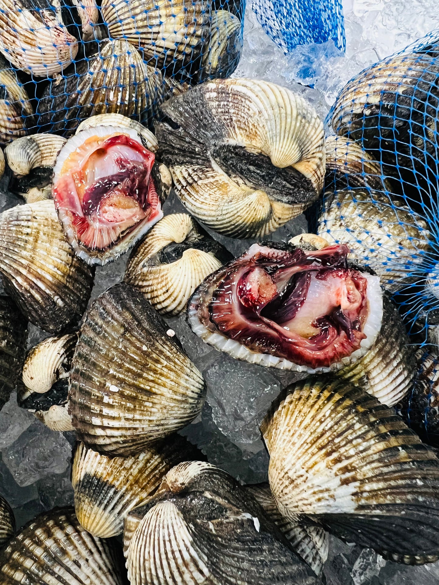 SÒ HUYẾT BLOOD CLAMS MEXICO (10lbs) FREE SHIP