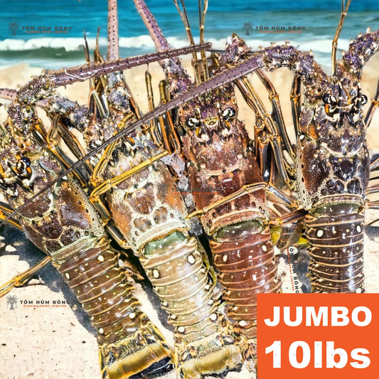 10lbs JUMBO Tôm Hùm Bông - JUMBO Spiny Florida Lobster - Live Fresh