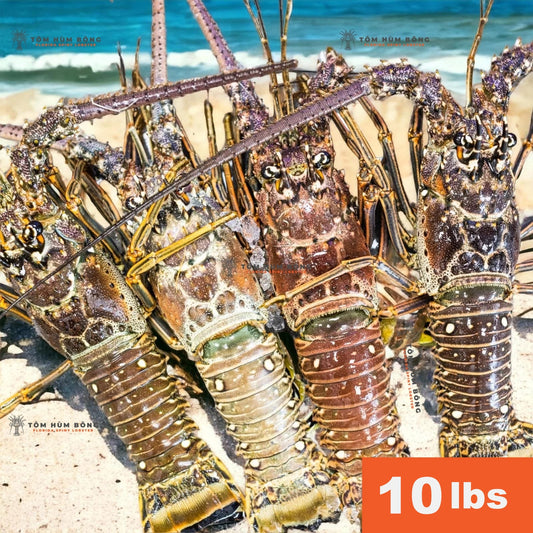 10lbs TÔM HÙM BÔNG - Spiny Florida Lobster - Live Fresh