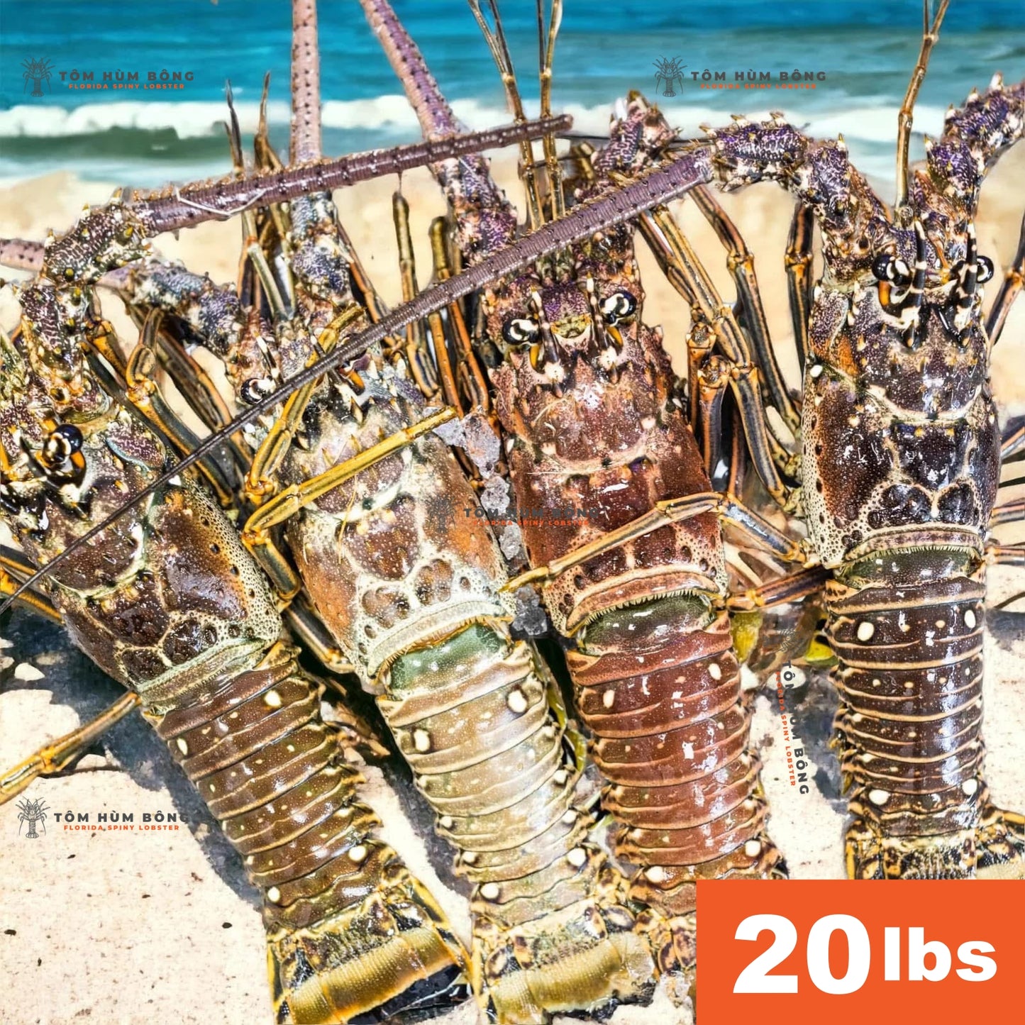 20lbs Tôm Hùm Bông - Spiny Florida Lobster - Live Fresh