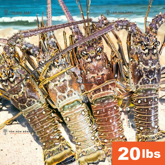 20lbs Tôm Hùm Bông - Spiny Florida Lobster - Live Fresh