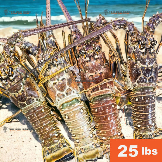 25 lbs Tôm Hùm Bông - Spiny Florida Lobster - Live Fresh
