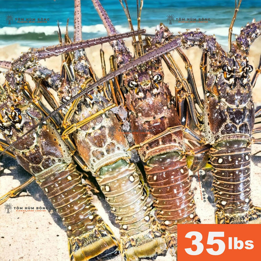 35lbs Tôm Hùm Bông - Spiny Florida Lobster - Live Fresh